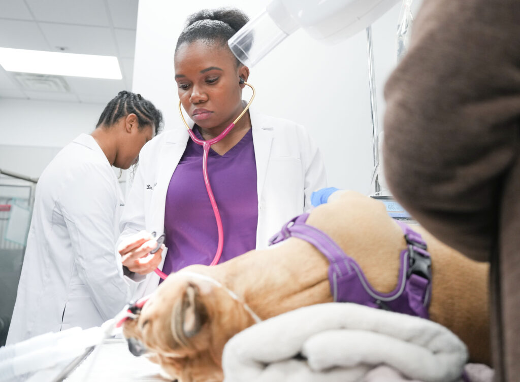 Here’s All You Need to Know About Why Our HBCUs Are So Beloved